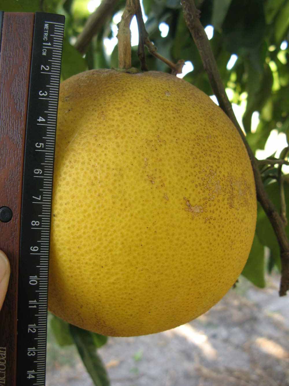              Fruit (Winter Haven, FL)       